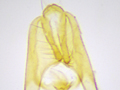 Notocelia rosaecolana